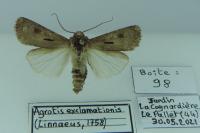 Agrotis exclamationis