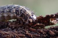 Atethmia centrago
