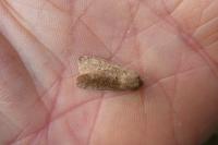 Orthosia cruda