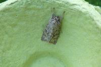 Xylocampa areola