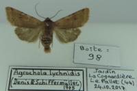 Agrochola lychnidis