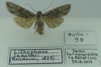 Lithophane leautieri