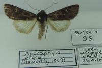 Aporophyla nigra