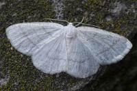 Cabera pusaria