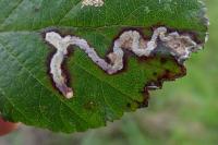 Stigmella aurella