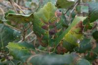 Ectoedemia haraldi/heringella