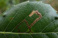 Ectoedemia haraldi/heringella