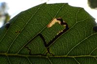 Ectoedemia haraldi/heringella