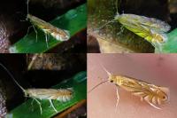 Phyllonorycter quercifoliella