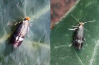 Stigmella aurella