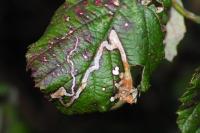 Stigmella aurella