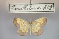Epione vespertaria