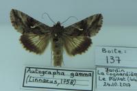Autographa gamma