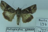 Autographa gamma