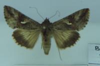 Autographa gamma