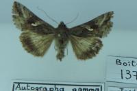 Autographa gamma