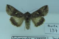 Autographa gamma