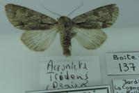 Acronicta psi/tridens