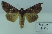 Chrysodeixis chalcites