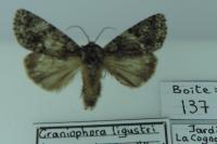 Acronicta rumicis