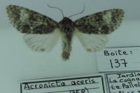 Acronicta megacephala