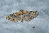 Eupithecia linariata