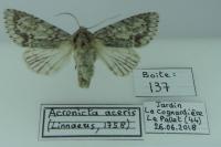 Acronicta aceris