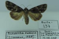 Acronicta rumicis