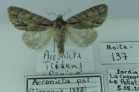 Acronicta psi/tridens