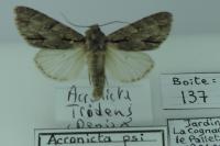 Acronicta psi/tridens