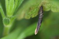 Coleophora albitarsella