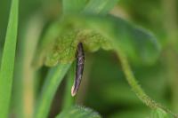 Coleophora albitarsella