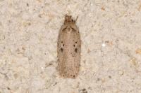 Agonopterix yeatiana