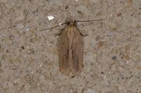 Agonopterix pallorella