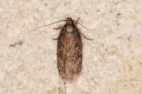 Depressaria albipunctella