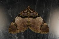 Anticlea derivata