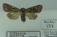 Orthosia gothica