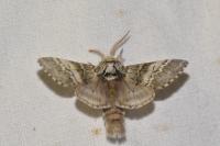 Drymonia ruficornis