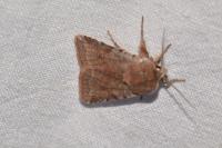 Cerastis rubricosa