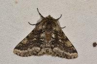 Lycia hirtaria