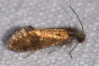 Dyseriocrania subpurpurella
