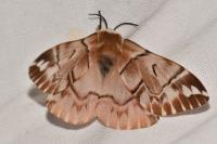 Endromis versicolora