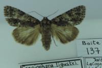 Acronicta rumicis