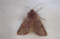 Cerastis rubricosa