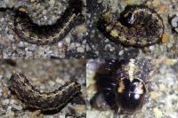 Atethmia centrago