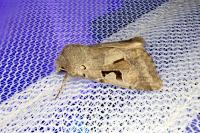 Orthosia gothica