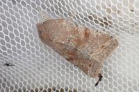 Orthosia incerta