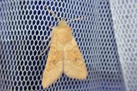 Orthosia miniosa