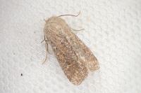 Orthosia cruda