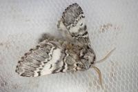 Drymonia ruficornis